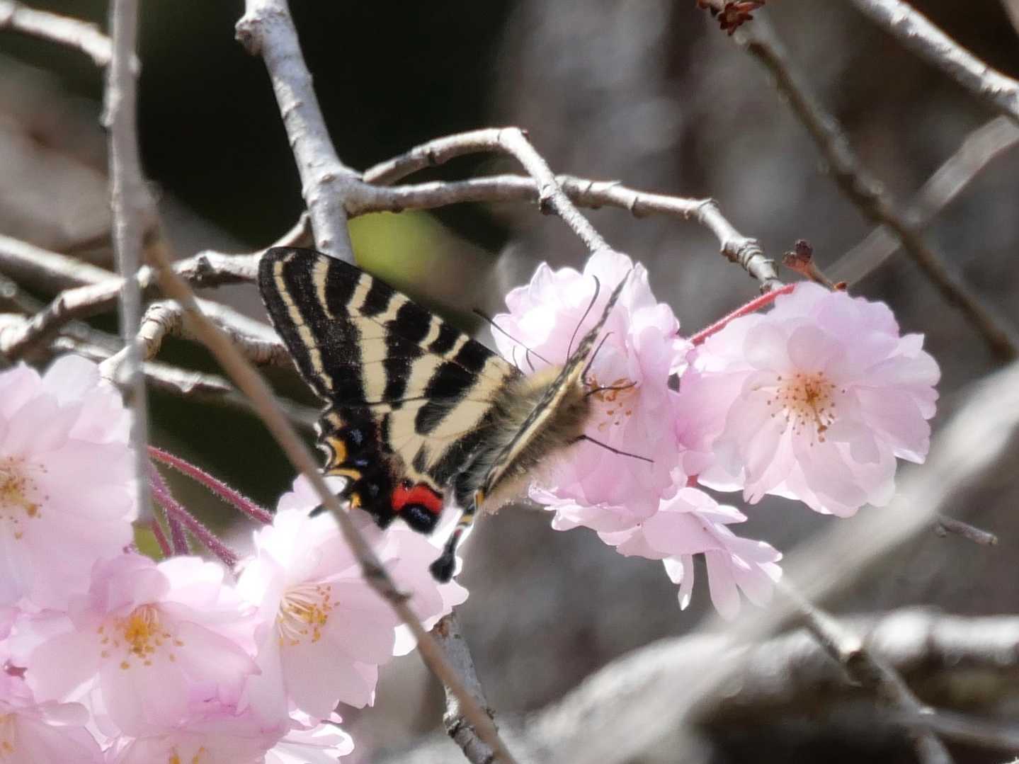 桜の🌸で吸蜜中のギフチョウ