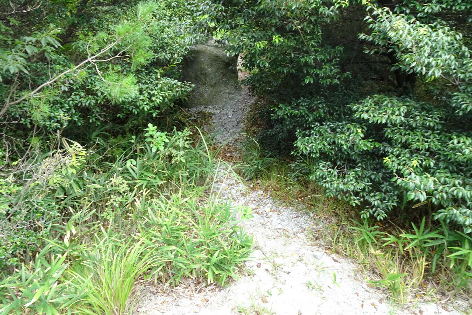 ボーボーの草と格闘しながら歩きました。この辺からは道もわかりやすく
