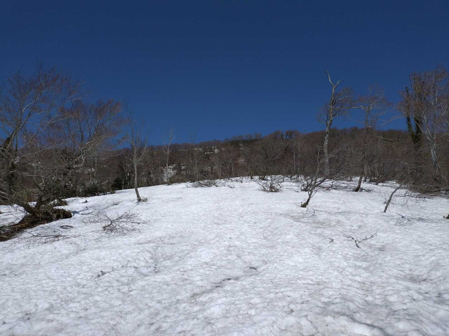 ふるさとの森登山口-扇ノ山 往復コースの写真