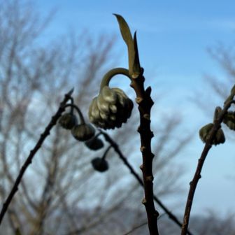 歩いてるとミツマタ畑