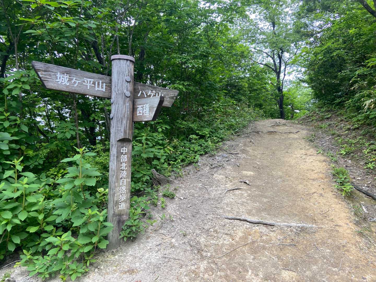 峠山かるくすぎハゲ山へ行けそうだね〜
ココはわたしが去年あやまって降りた西種の分岐
わすれもしない…この先過酷な道のりが…😅
インパクトのあるトラブル発生でした💦
かなりの教訓です😅