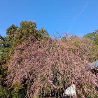 水分神社下の枝垂桜・・五分咲き🌸ここまでかな🤔