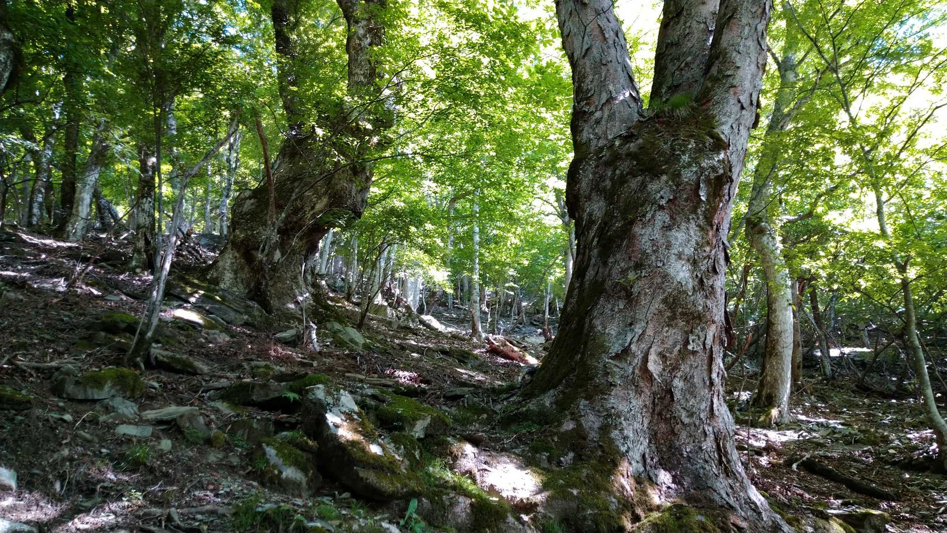 急勾配の斜面の上には大きな木👀
凄い💪