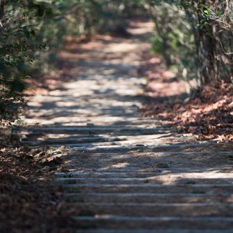 鳥の気配を気にしながらの帰り道🐾