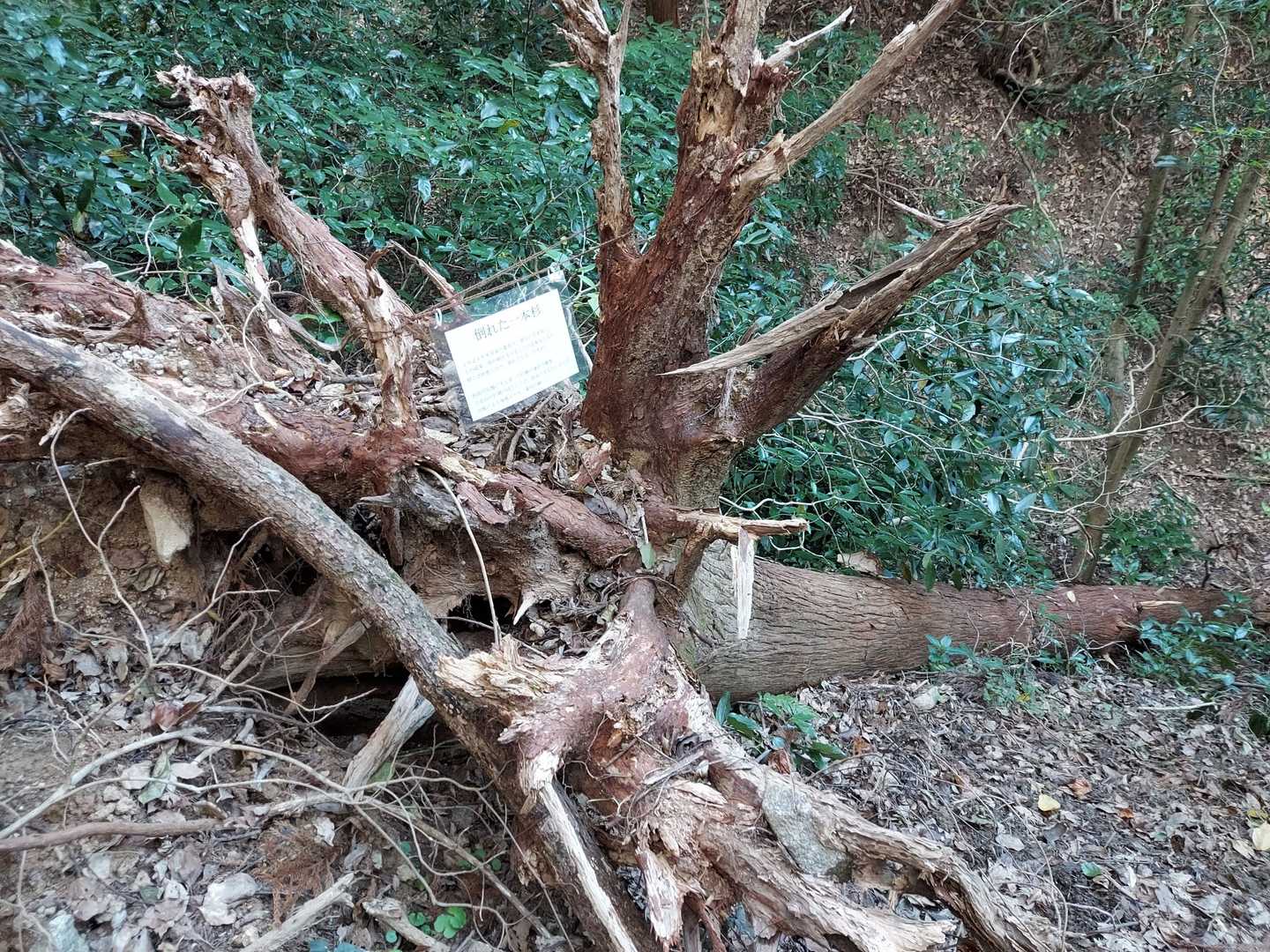 今年倒れた一本杉🌳