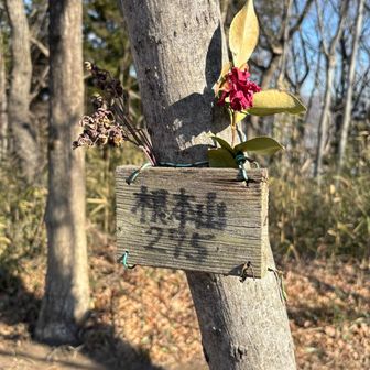あっという間に根本山