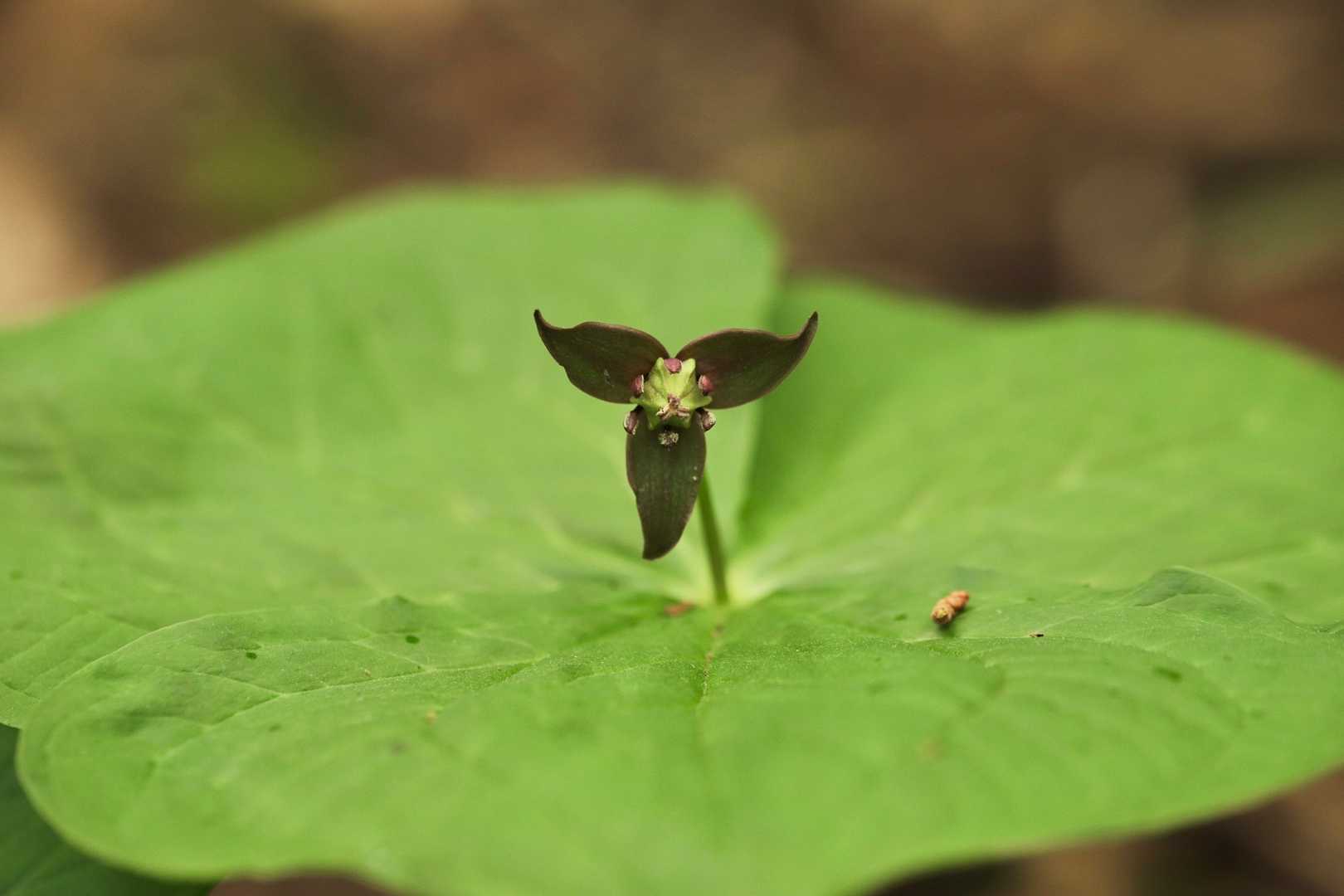 シン・ウルトラマンのガボラ？