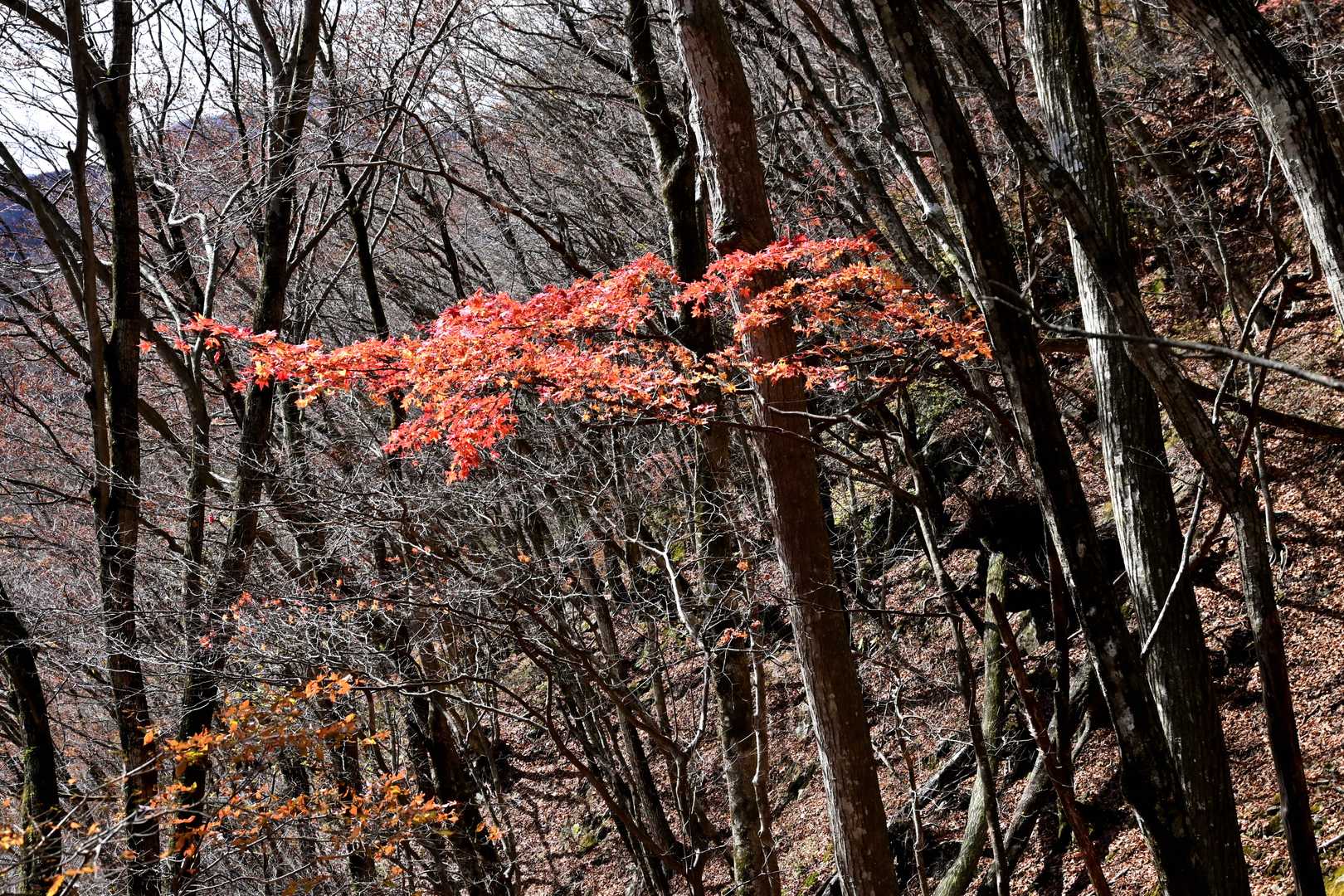 木漏れ日の紅葉
