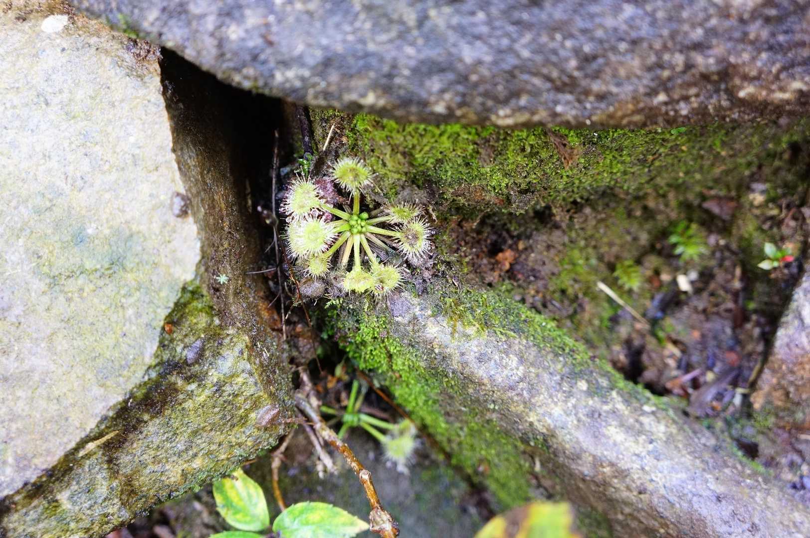 モウセンゴケ(食虫植物)