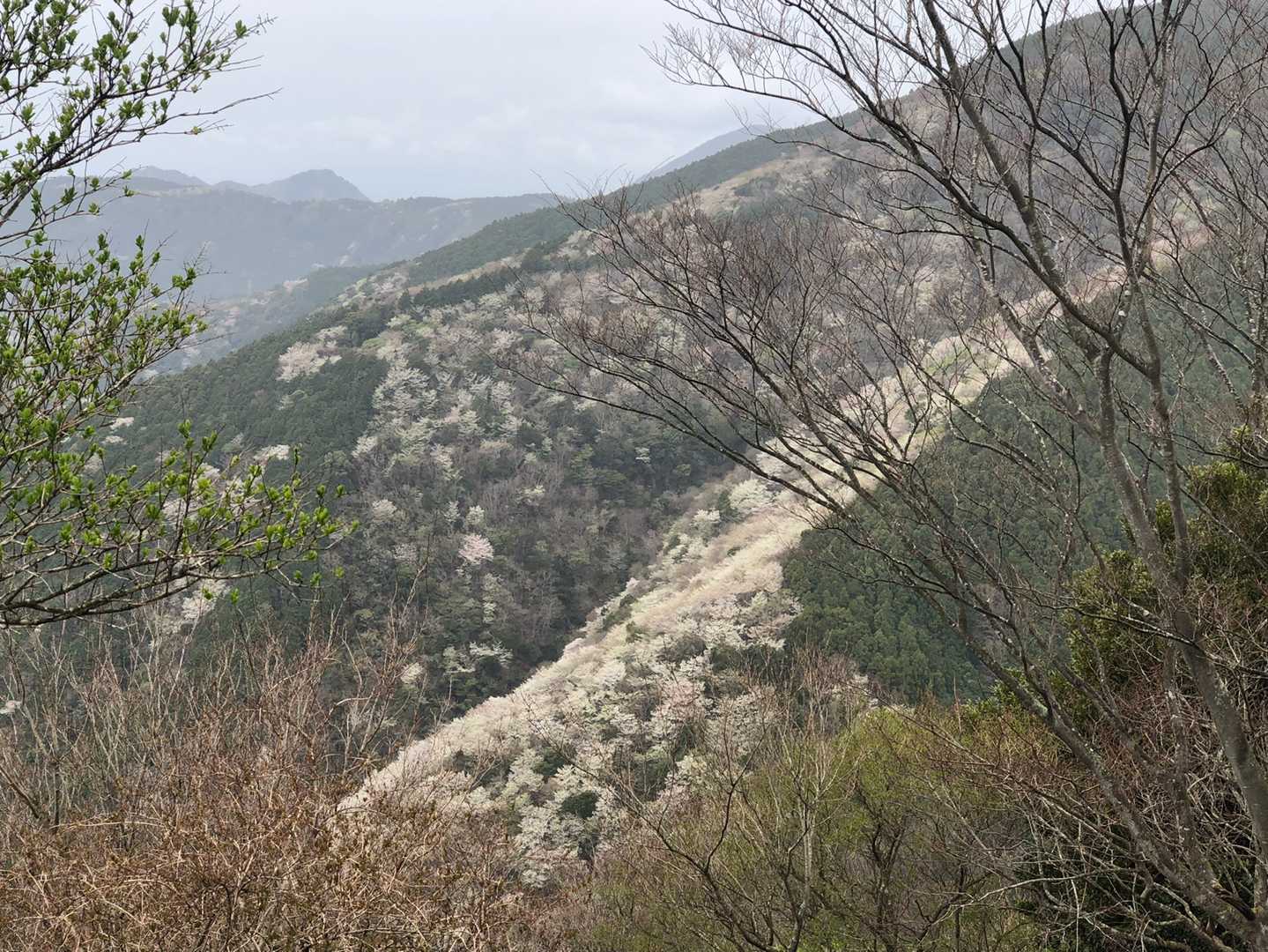 大野山（静岡県賀茂郡松崎町）の最新登山情報 / 人気の登山ルート