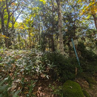 ここから左奥の藪の中へ。