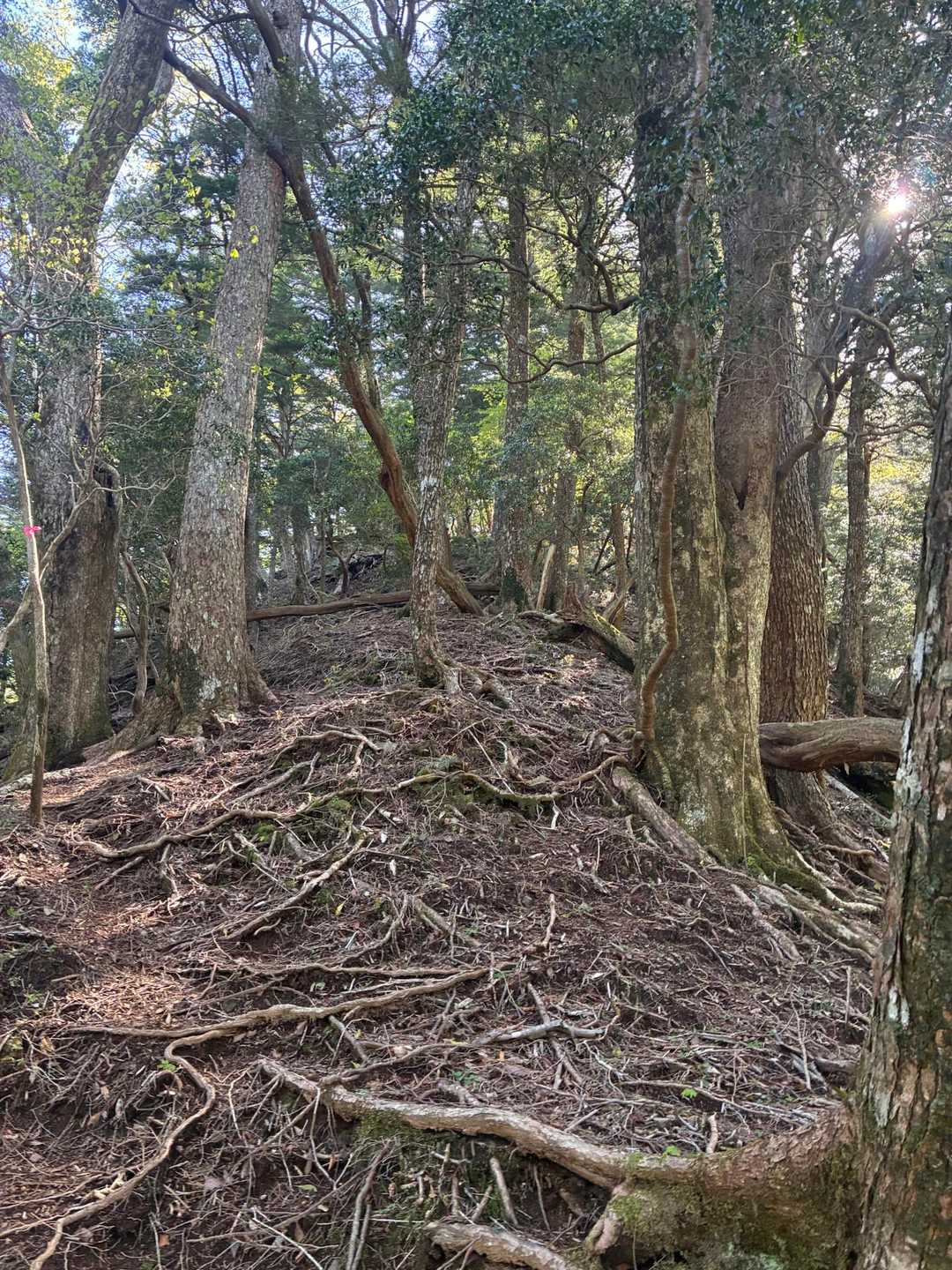 あるあるの写真では伝わらない急登