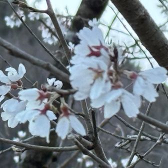 桜咲いてた