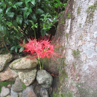 赤い彼岸花