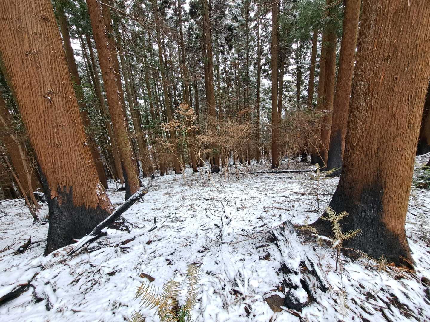 雪が積もっていたため地面の焼けている様子はあまりわかりませんがずっと、焦げ臭いにおいがまだのこっていました。