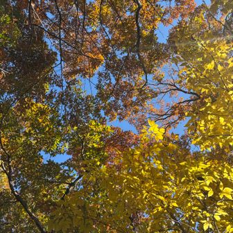 少し終わりかけだけど…🍁