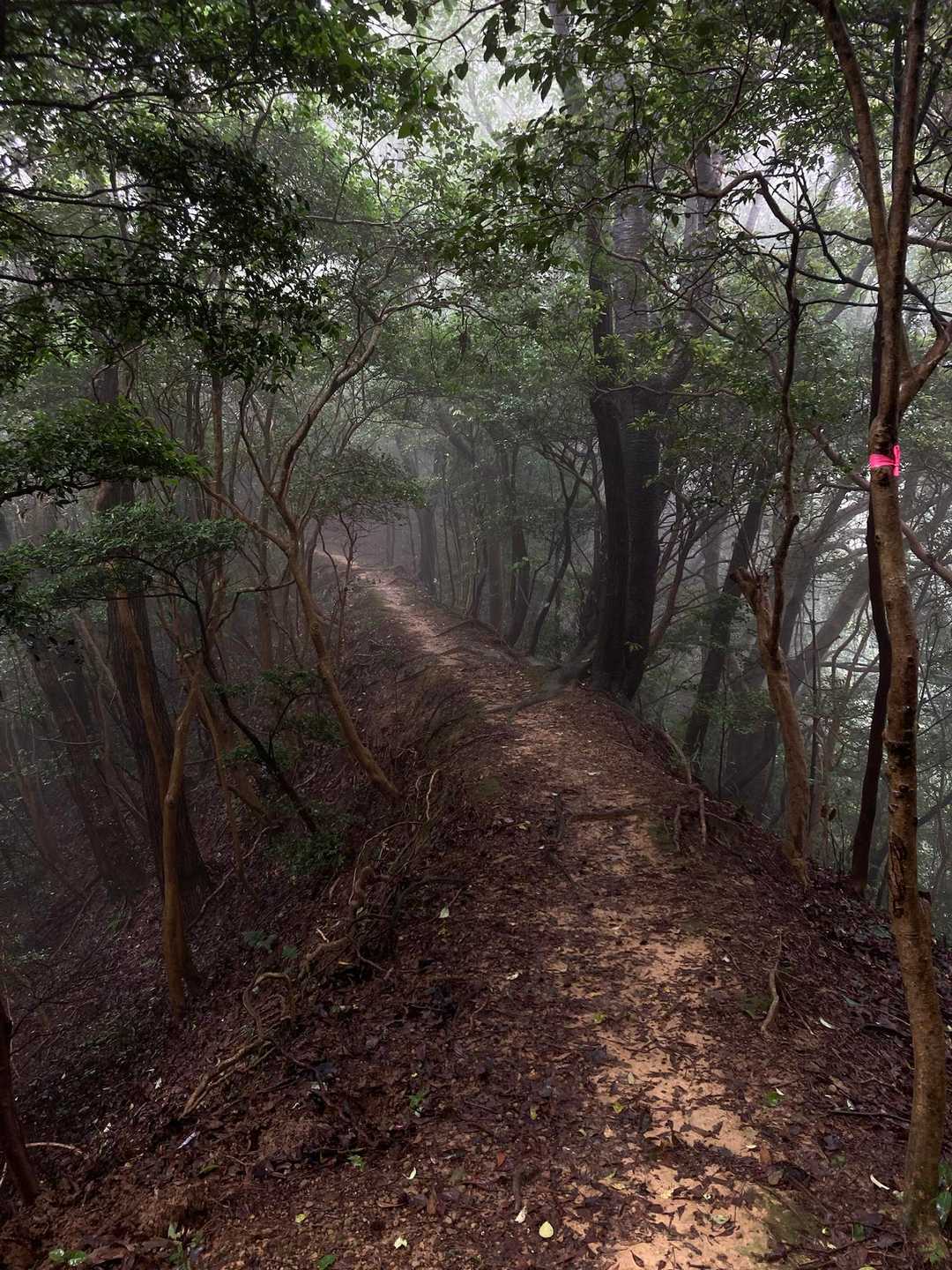 奥辺峠-大福山 往復コースの写真