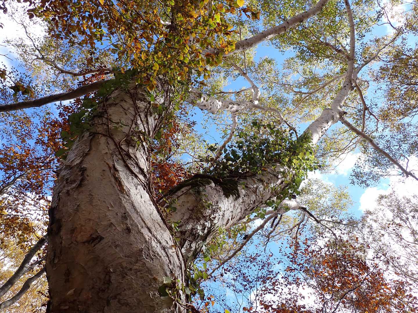 ダテカンバ🌲