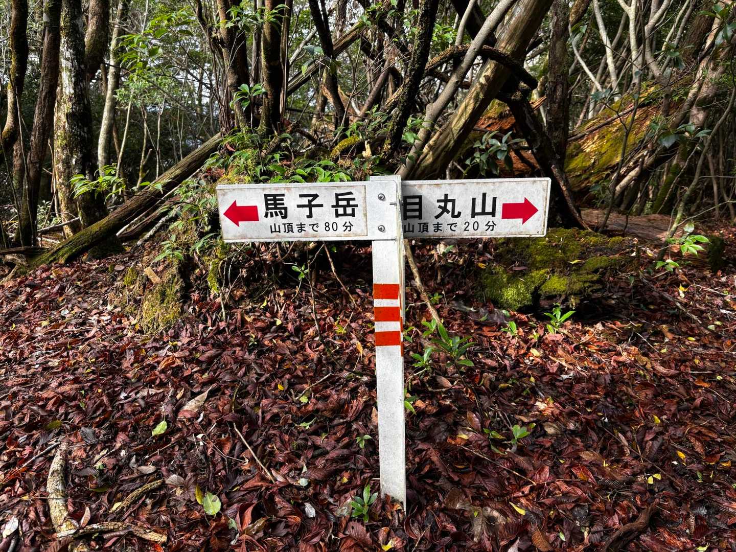 稜線に到着
馬子岳へ
