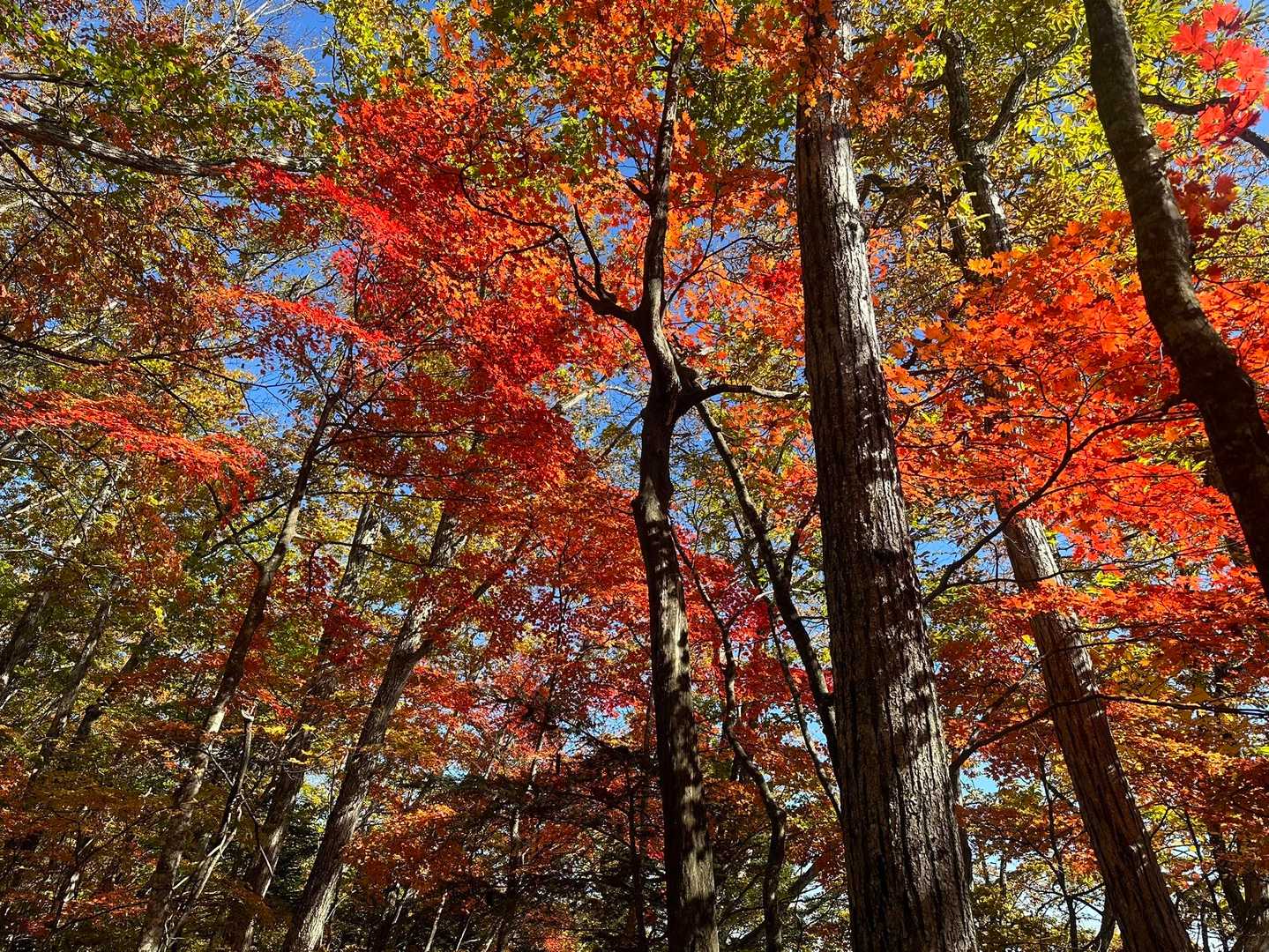 このあたりが今日イチの紅葉でした。すごい👍