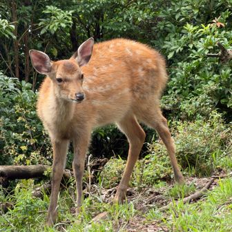 登山道挟んだところにいる子供を見ていたよ
私の横の人（山友）がアザミの葉っぱを子鹿ちゃんに　お母さんはあっちだよ〜と言いながら投げていた　オイ　やめなさい💢