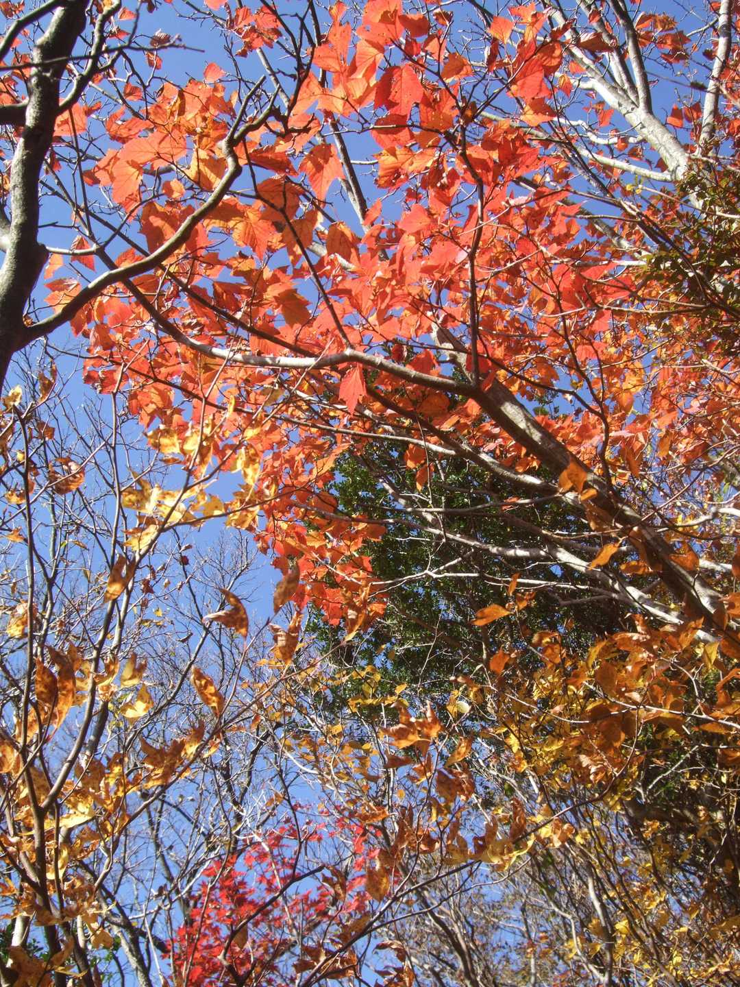 やはり紅葉には青空ですね。