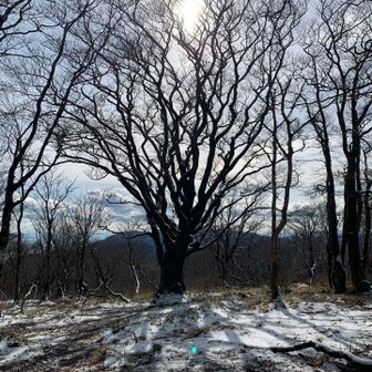 朝よりも少し暖かくなったかな。
やわらかな陽に包まれる、コヤマノクラウン