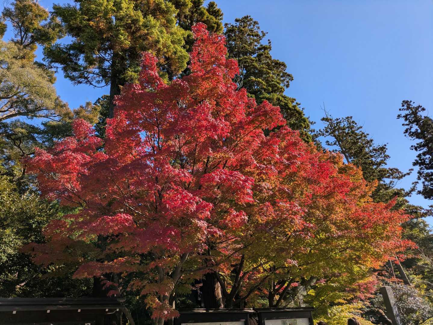 北鎌倉駅降りてすぐ🍁