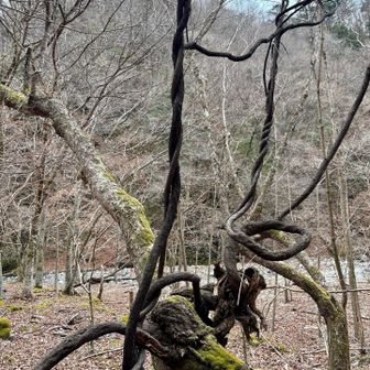 大室山・畦ヶ丸・菰釣山 ワイヤーかと思った！