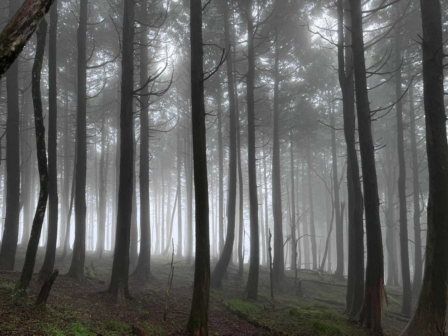 笹ヶ峰-三傍示山 往復コースの写真