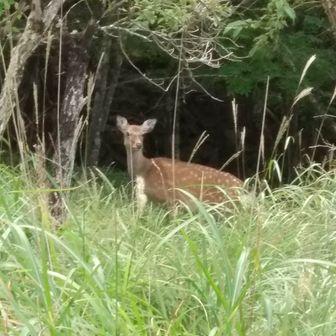 そばっぷ(bibiri&bibiran)