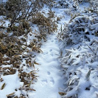 黒岩山から下泉水山までは動物の足跡だけ🐾