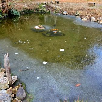 池には氷が張っており、鯉も冬眠中。