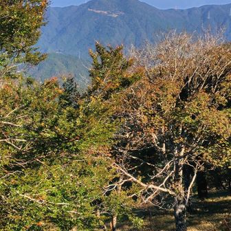 翠波高原