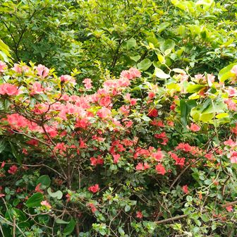 山頂のツツジ🌺
