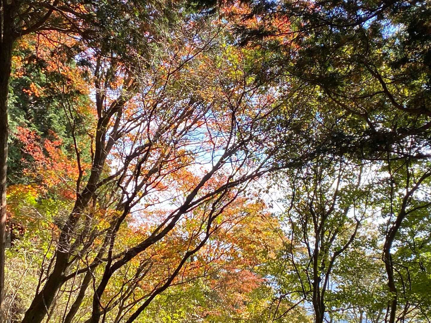 🍁綺羅
