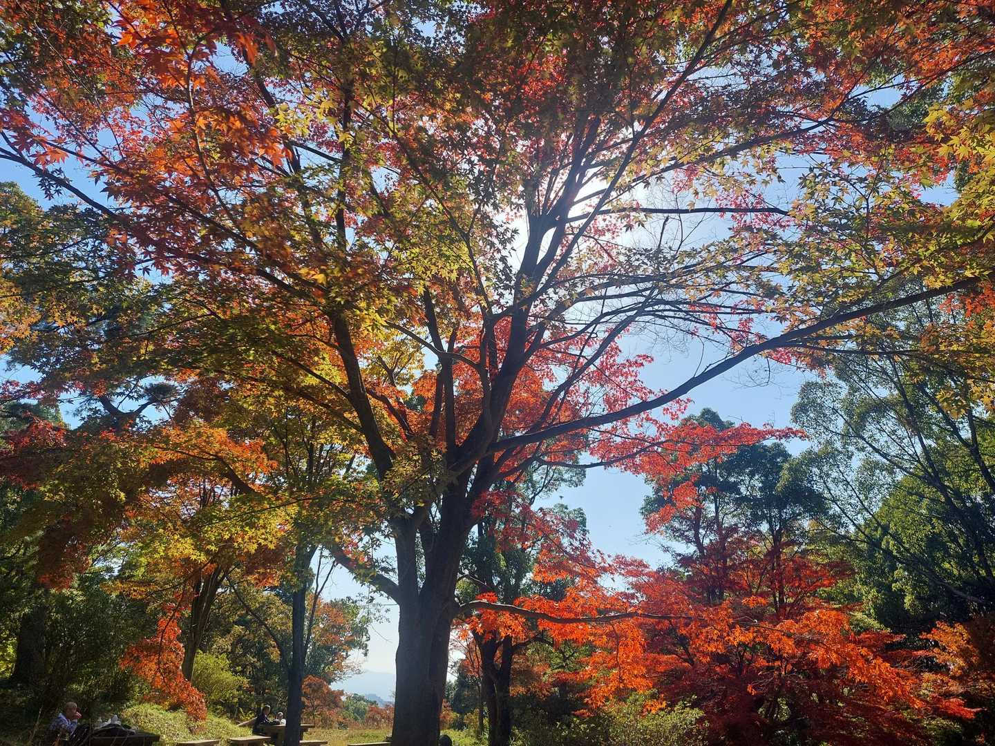 見事な紅葉🍁