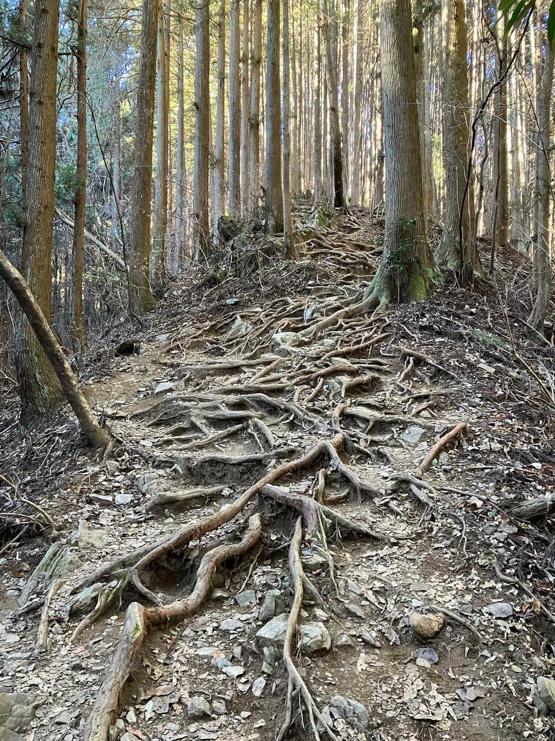 根っこパラダイス