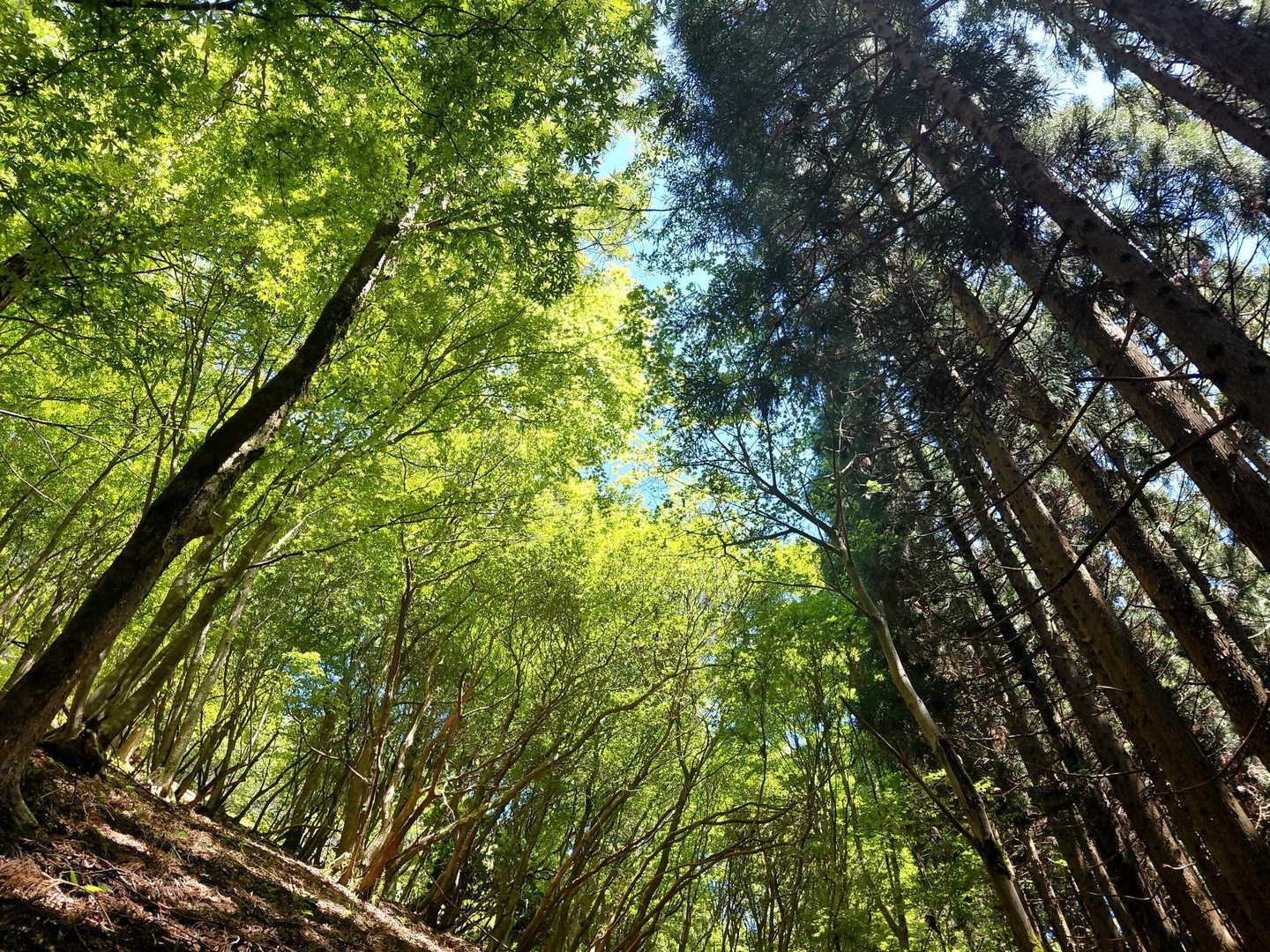 自然林と植樹林の境界