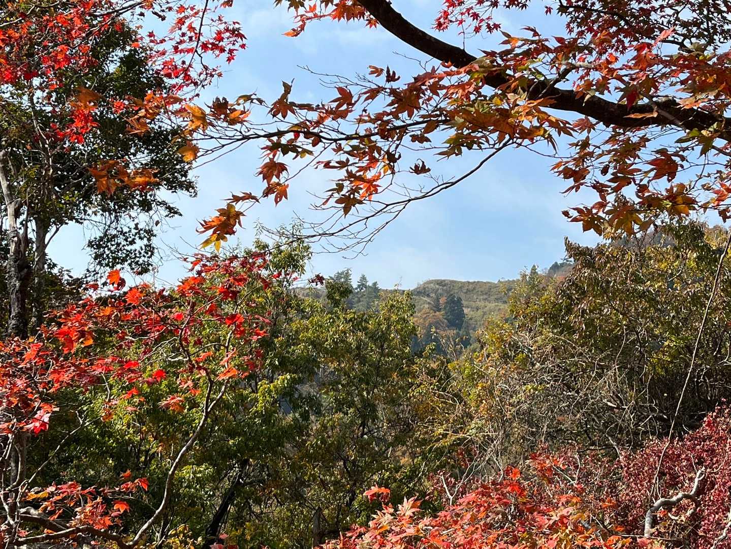 上平寺城跡の紅葉の窓から弥高百坊を望む
ここからものろしが見られます