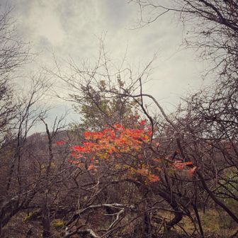 テン場の紅葉