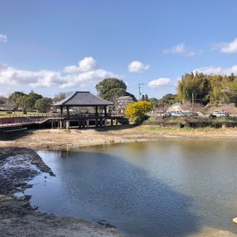 池整備終わってる
ミモザ満開