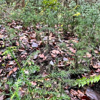 落ち葉が湿った森のにおい、最高👍
