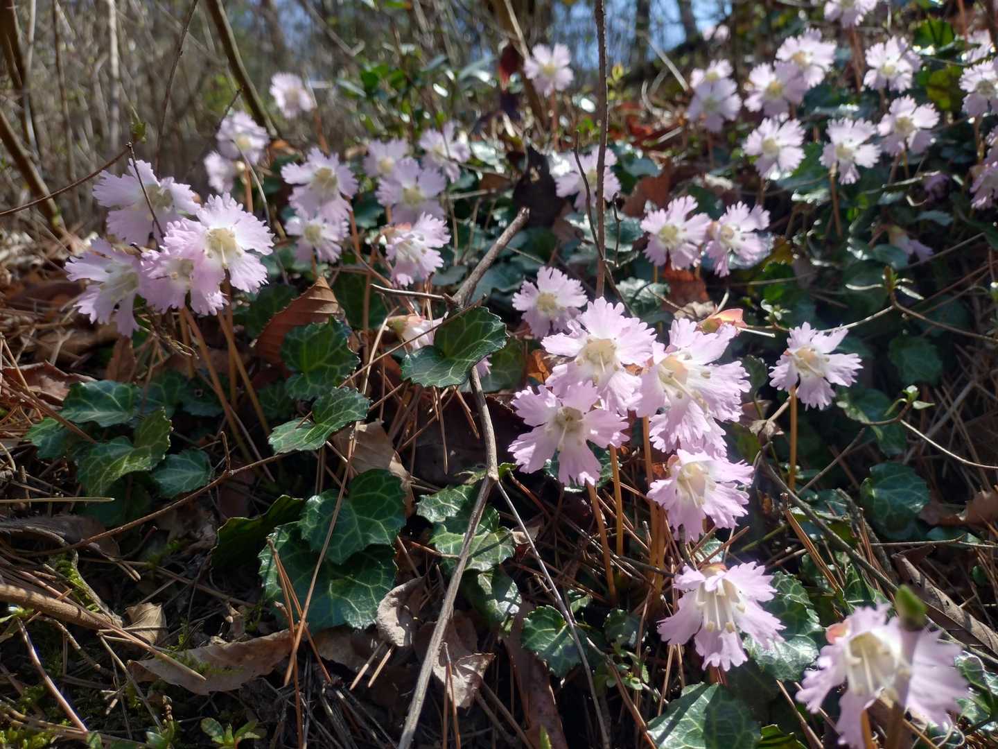 🌸😍
