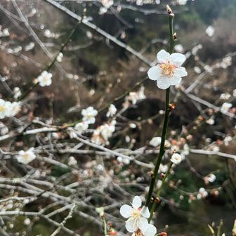 川沿いの清楚な梅達
とてもいい香りがしました