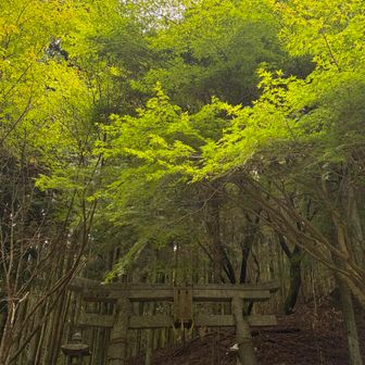 いい光。紅葉も楽しみだなー