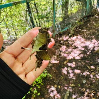 目の前にミノムシがぶらぶら