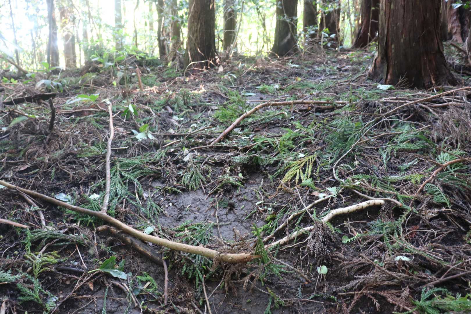 台風後、植林地帯では落ちた枝が地面を覆っています。