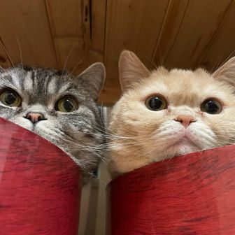 ヲ肉食べタイ倶楽部