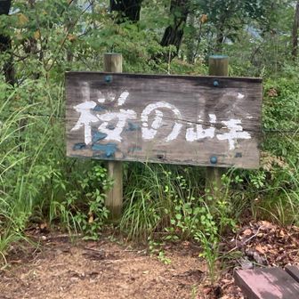 ありゃ
ゴリラ🦍ピークをスルーしちゃったよ🌸
Uターン↩️